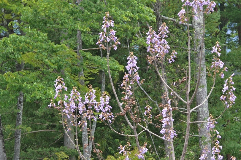 http://www.alpico.co.jp/shikinomori/news/images/P1100769.JPG