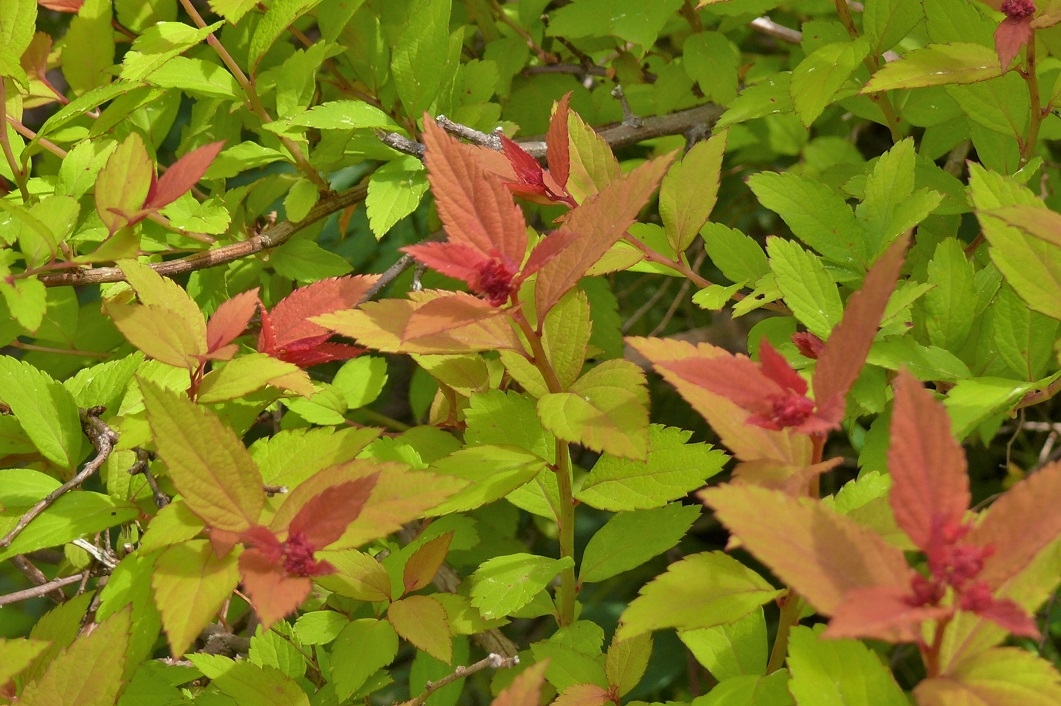 http://www.alpico.co.jp/shikinomori/news/images/P1110620.JPG