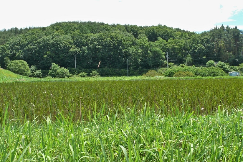 http://www.alpico.co.jp/shikinomori/news/images/P1120244.JPG