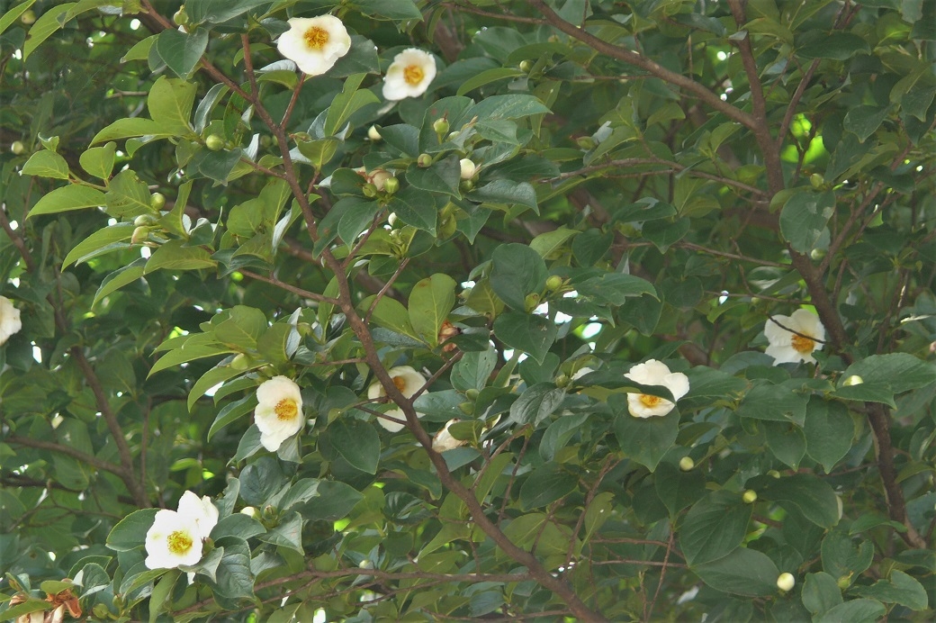 http://www.alpico.co.jp/shikinomori/news/images/P1120257.JPG