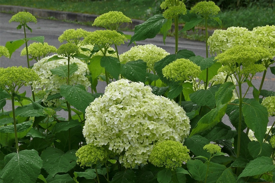 http://www.alpico.co.jp/shikinomori/news/images/P1120315.JPG