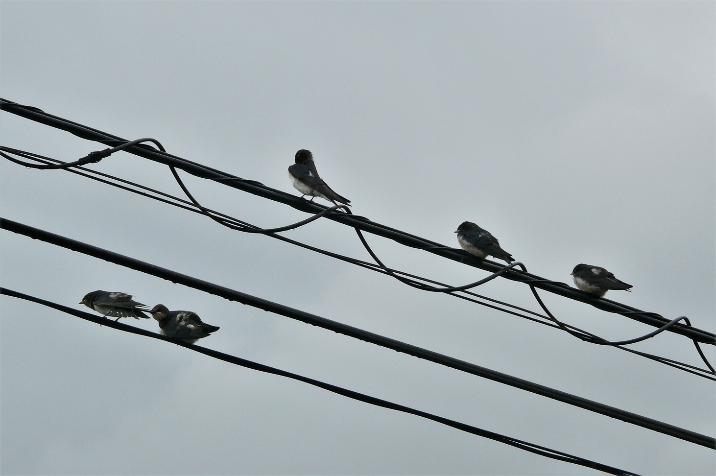 http://www.alpico.co.jp/shikinomori/news/images/P1120366.JPG