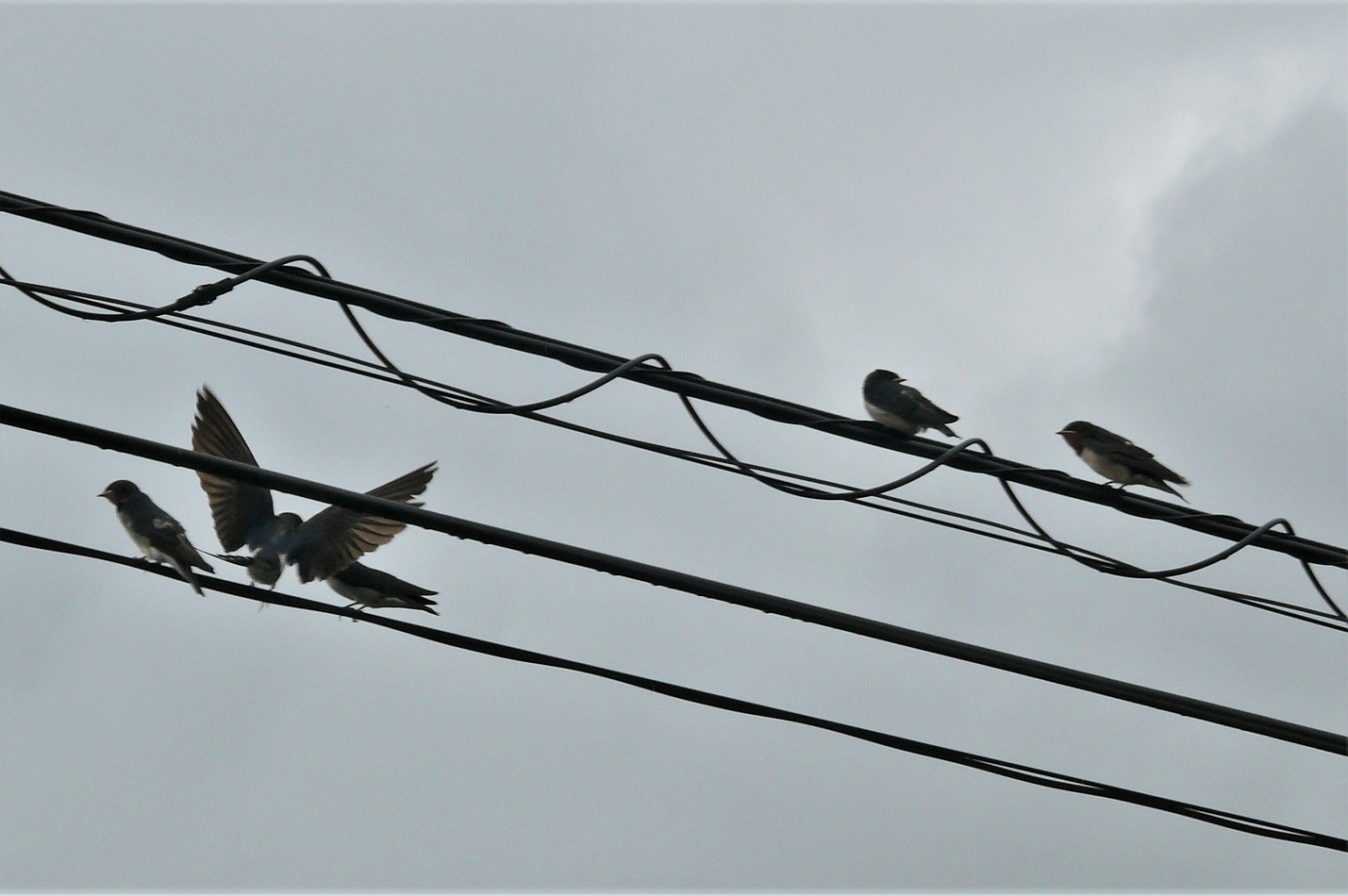 http://www.alpico.co.jp/shikinomori/news/images/P1120370.JPG