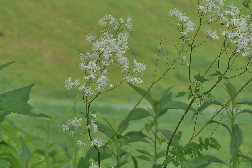 http://www.alpico.co.jp/shikinomori/news/images/P1120382.JPG