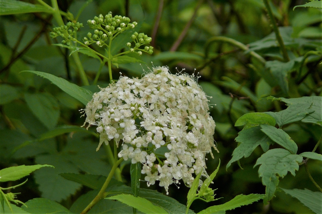 http://www.alpico.co.jp/shikinomori/news/images/P1120396.JPG