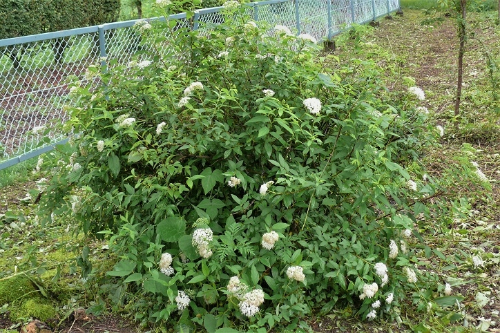 http://www.alpico.co.jp/shikinomori/news/images/P1120397.JPG
