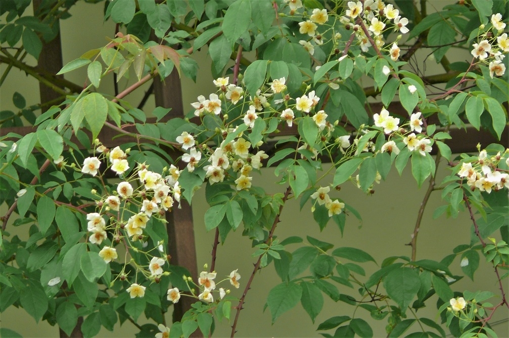 http://www.alpico.co.jp/shikinomori/news/images/P1120440.JPG