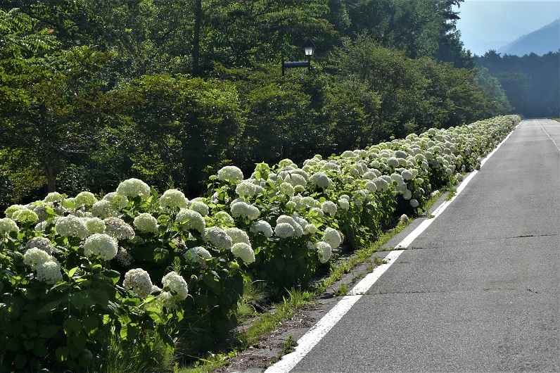 http://www.alpico.co.jp/shikinomori/news/images/P1120861.JPG