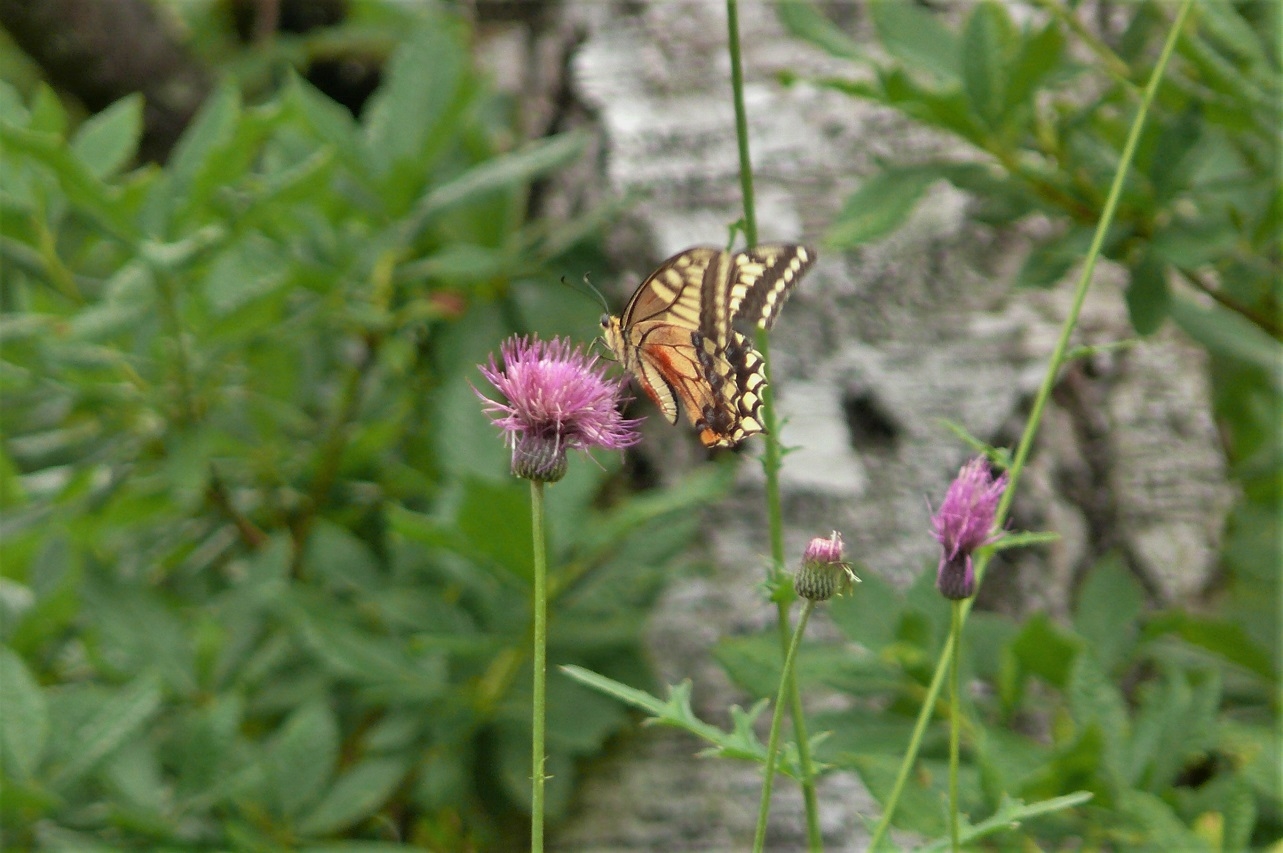 http://www.alpico.co.jp/shikinomori/news/images/P1130062.JPG