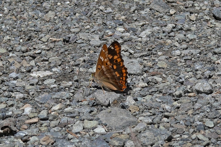 http://www.alpico.co.jp/shikinomori/news/images/P1130082.JPG