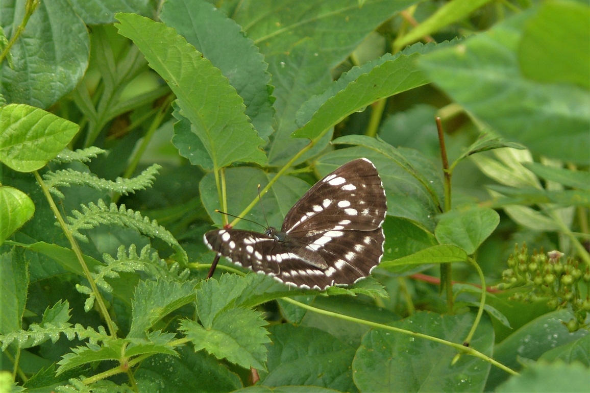 http://www.alpico.co.jp/shikinomori/news/images/P1130122.JPG