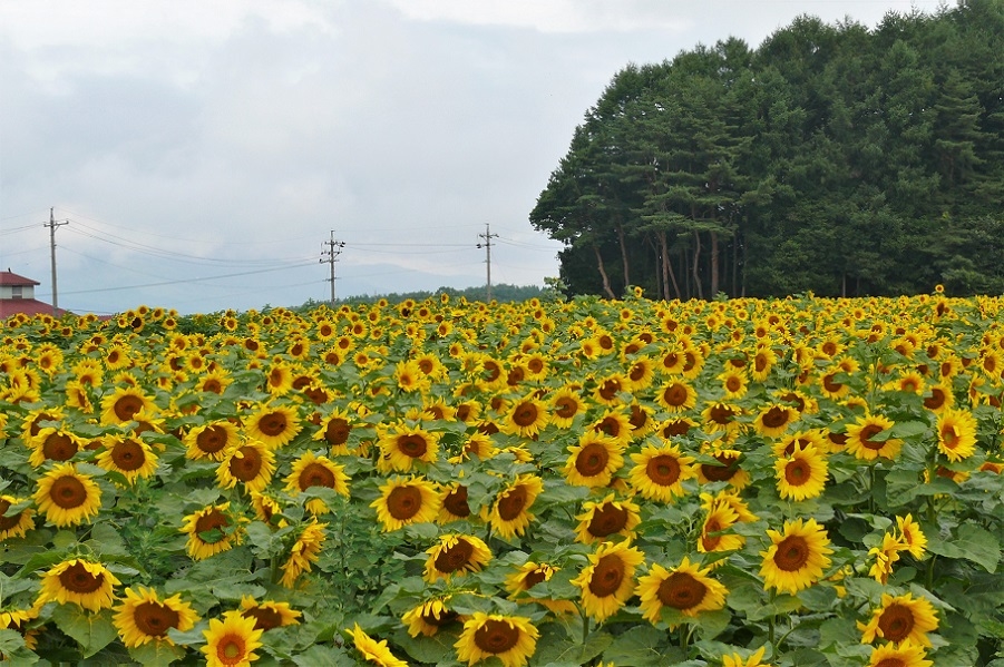 http://www.alpico.co.jp/shikinomori/news/images/P1130140.JPG