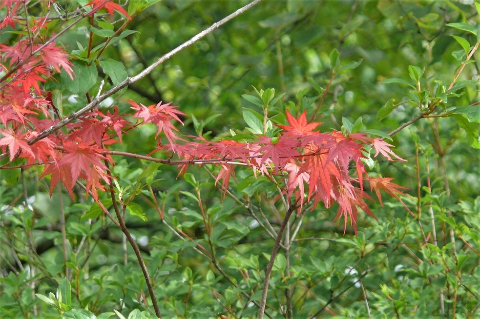 http://www.alpico.co.jp/shikinomori/news/images/P1130542.JPG