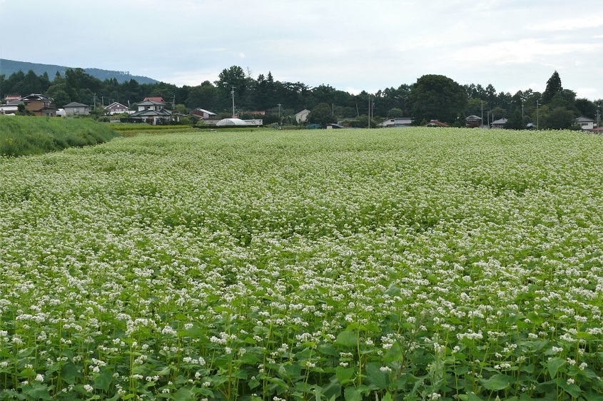 http://www.alpico.co.jp/shikinomori/news/images/P1130870.JPG