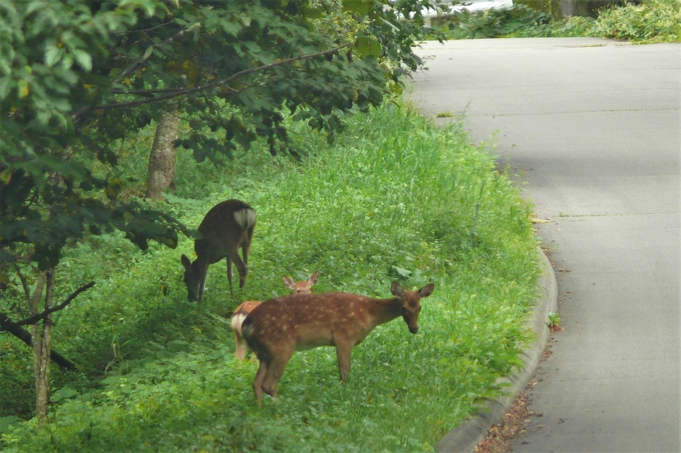 http://www.alpico.co.jp/shikinomori/news/images/P1130912.JPG