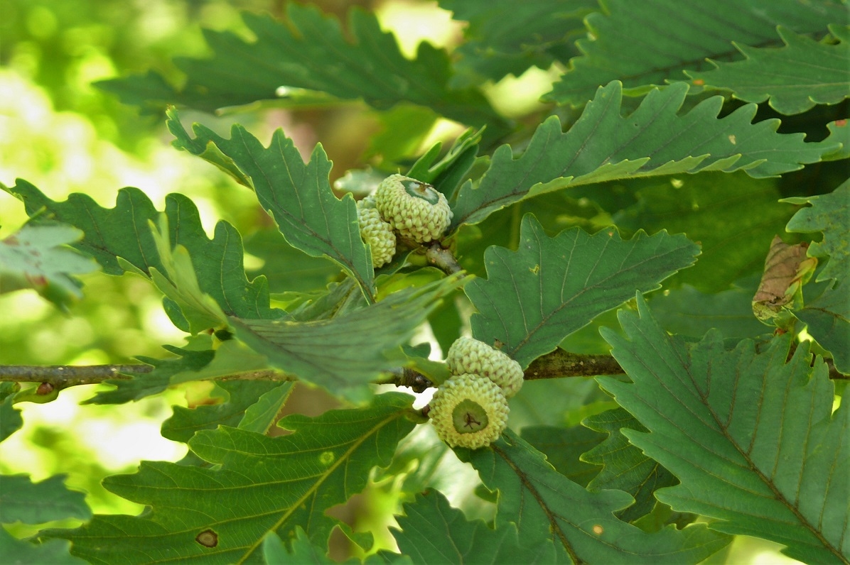 http://www.alpico.co.jp/shikinomori/news/images/P1130986.JPG