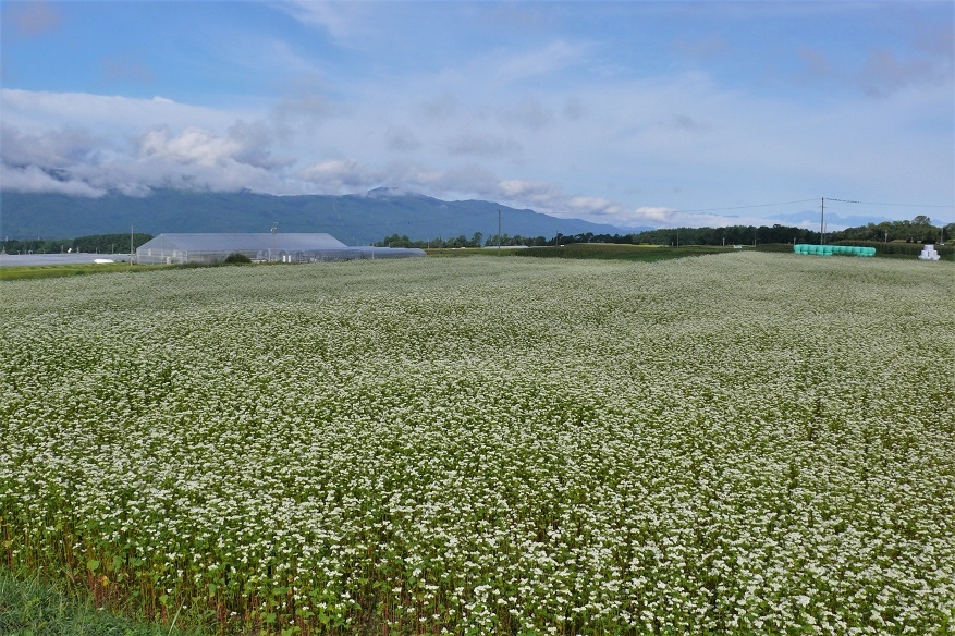 http://www.alpico.co.jp/shikinomori/news/images/P1140145.JPG