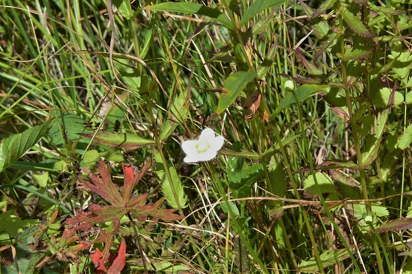 http://www.alpico.co.jp/shikinomori/news/images/P1140373.JPG