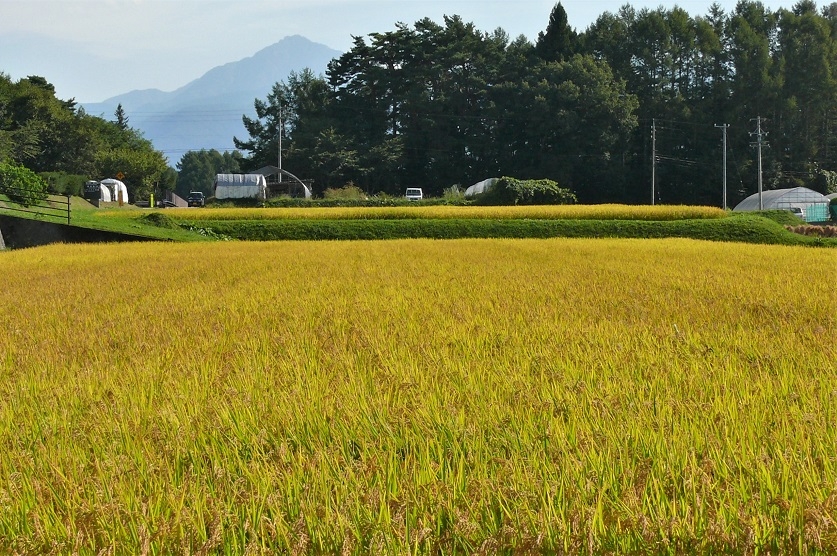http://www.alpico.co.jp/shikinomori/news/images/P1140690.JPG