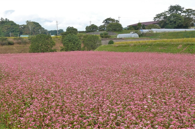 http://www.alpico.co.jp/shikinomori/news/images/P1140800.JPG