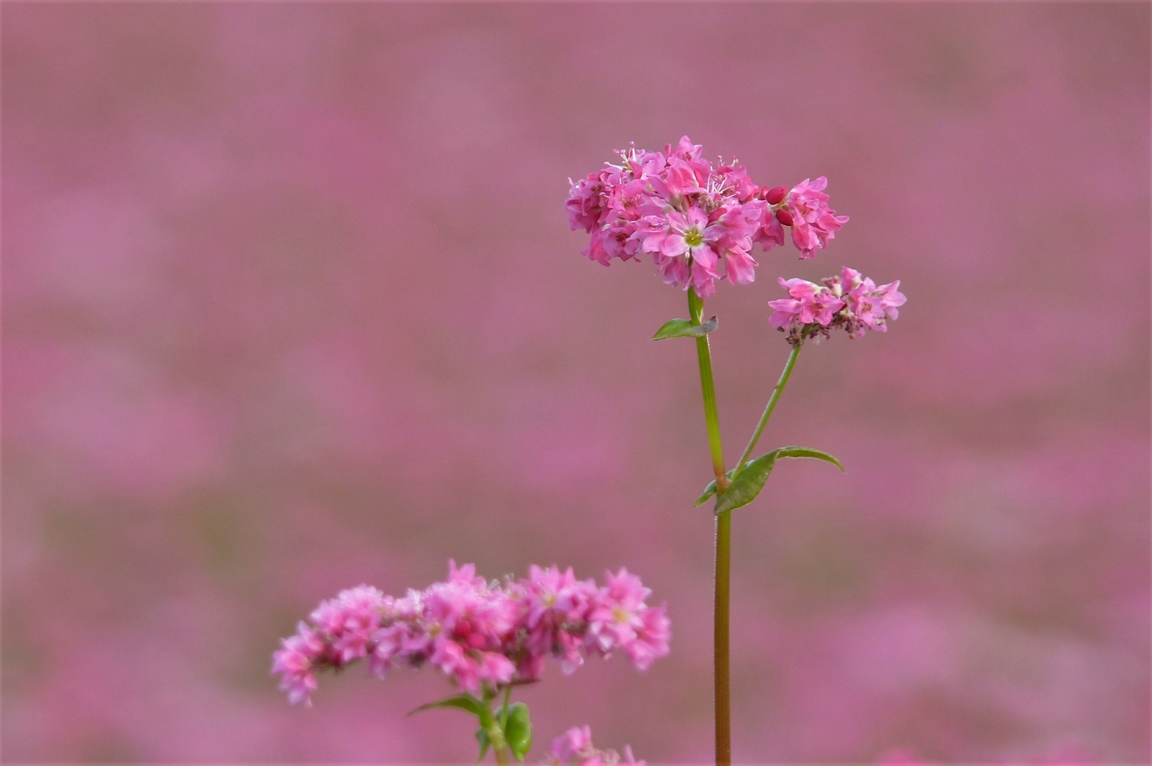 http://www.alpico.co.jp/shikinomori/news/images/P1140803.JPG