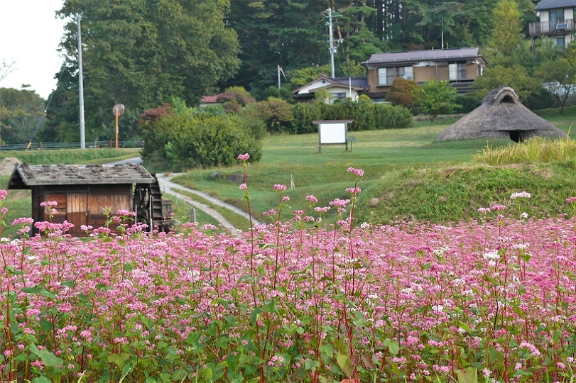 http://www.alpico.co.jp/shikinomori/news/images/P1140804.JPG