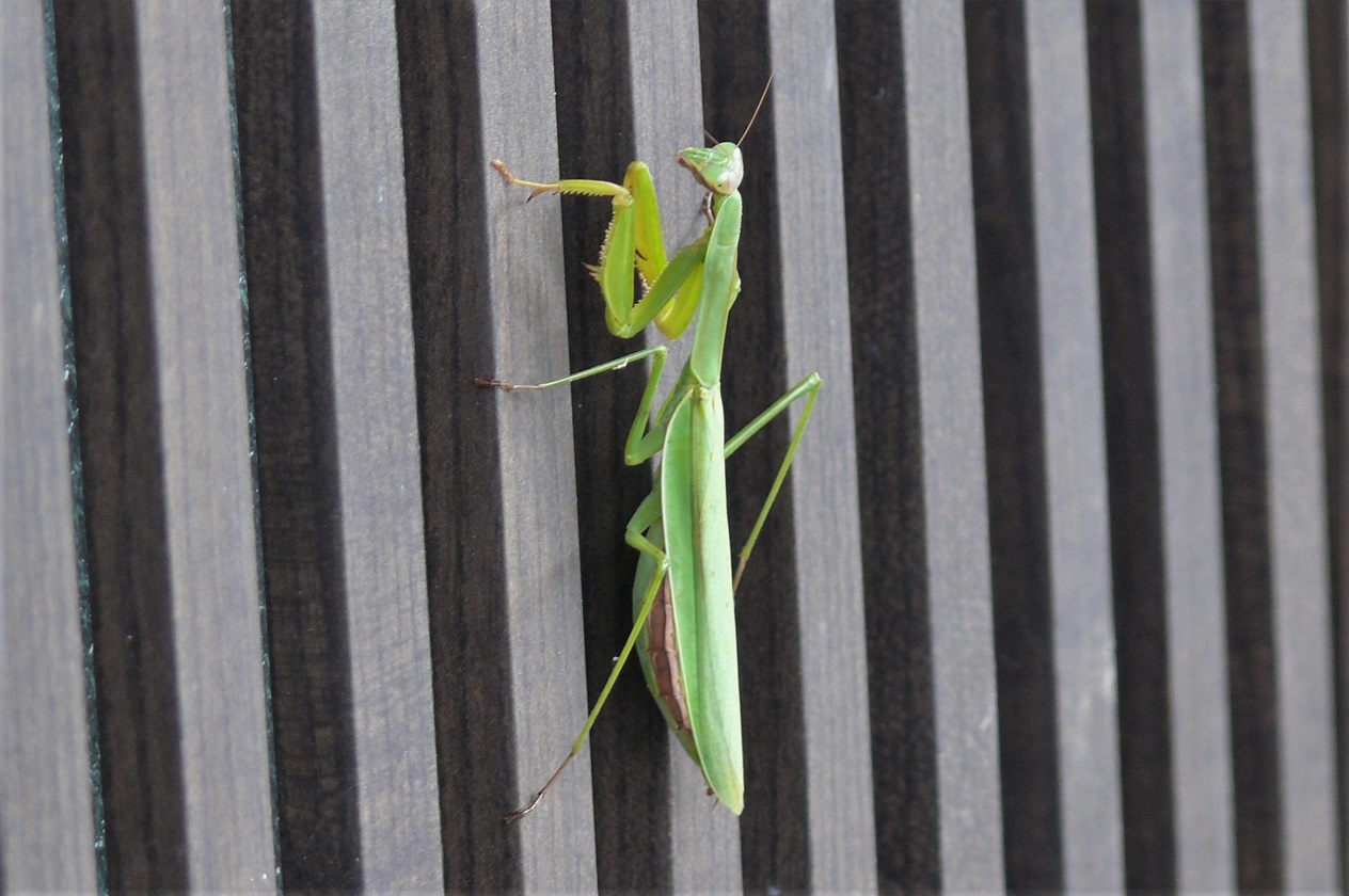 http://www.alpico.co.jp/shikinomori/news/images/P1140827.JPG
