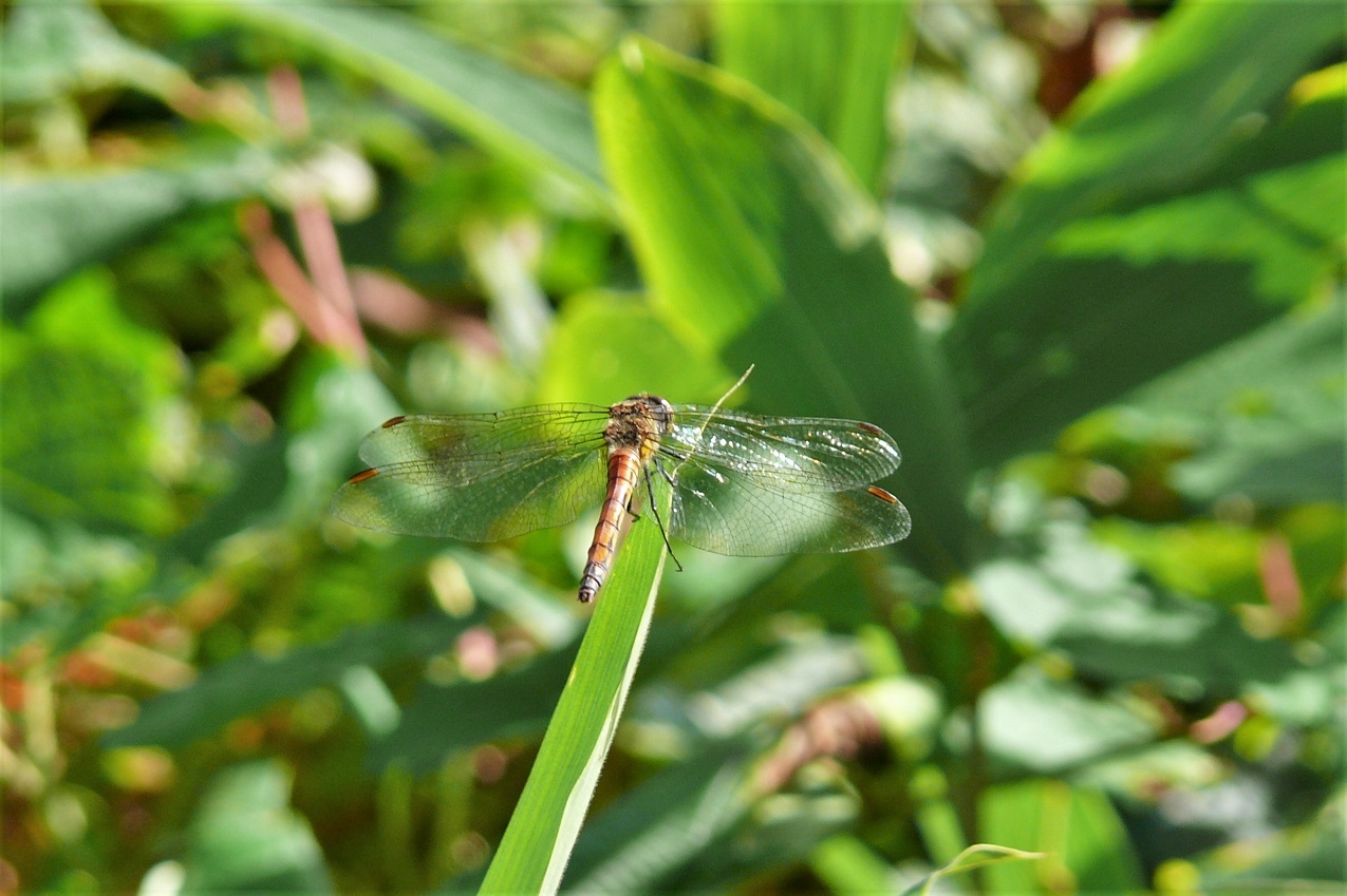 http://www.alpico.co.jp/shikinomori/news/images/P1140840.JPG