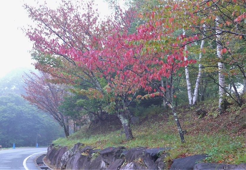 http://www.alpico.co.jp/shikinomori/news/images/P1140872.JPG