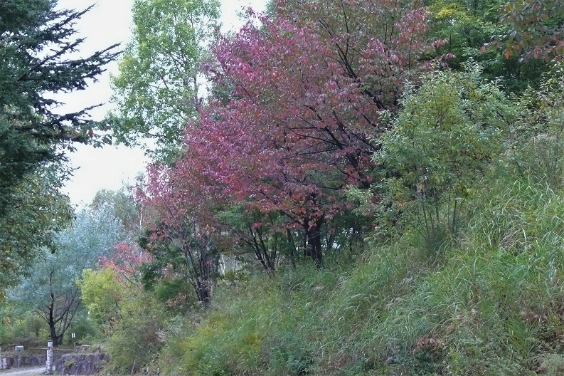 http://www.alpico.co.jp/shikinomori/news/images/P1140885.JPG