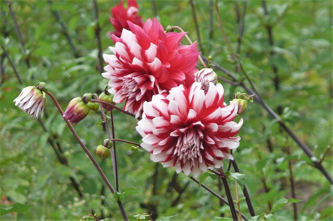 http://www.alpico.co.jp/shikinomori/news/images/P1150094.JPG
