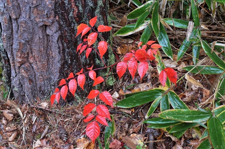 http://www.alpico.co.jp/shikinomori/news/images/P1150230.JPG