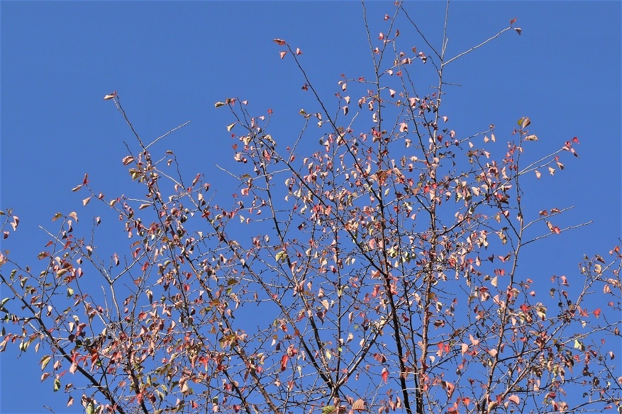 http://www.alpico.co.jp/shikinomori/news/images/P1150380.JPG