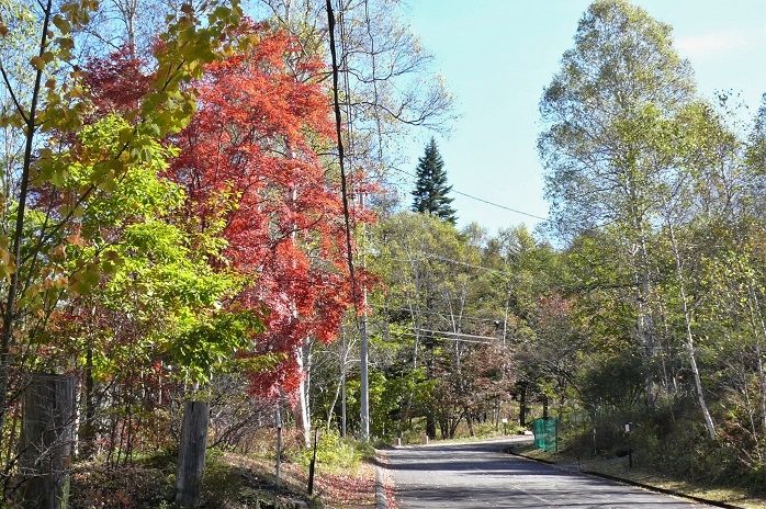 http://www.alpico.co.jp/shikinomori/news/images/P1150497.JPG