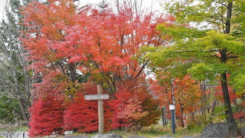http://www.alpico.co.jp/shikinomori/news/images/P1150680.JPG