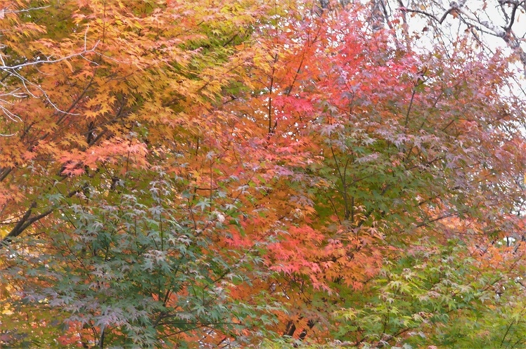 http://www.alpico.co.jp/shikinomori/news/images/P1150694.JPG