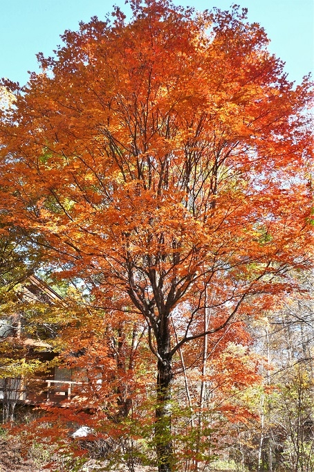 http://www.alpico.co.jp/shikinomori/news/images/P1150823.JPG