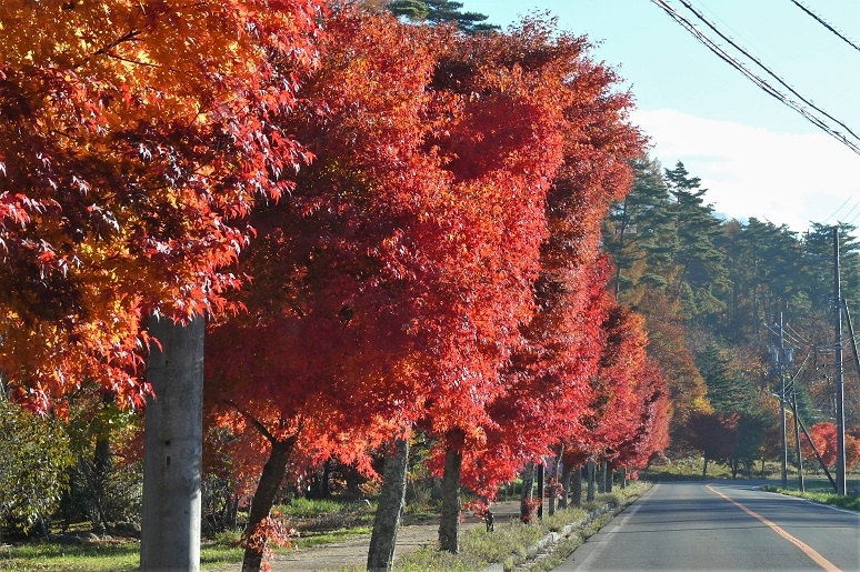 http://www.alpico.co.jp/shikinomori/news/images/P1150845.JPG