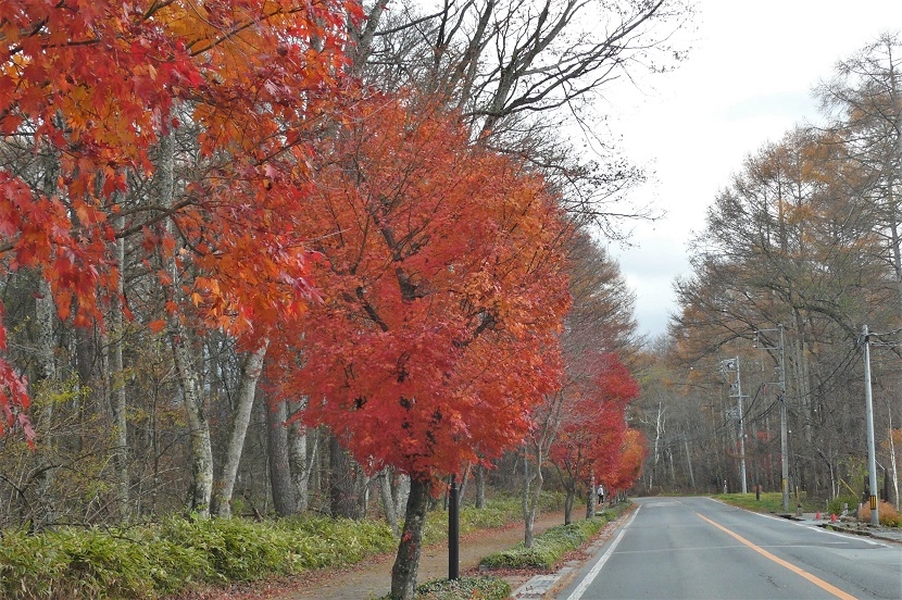 http://www.alpico.co.jp/shikinomori/news/images/P1150869.JPG