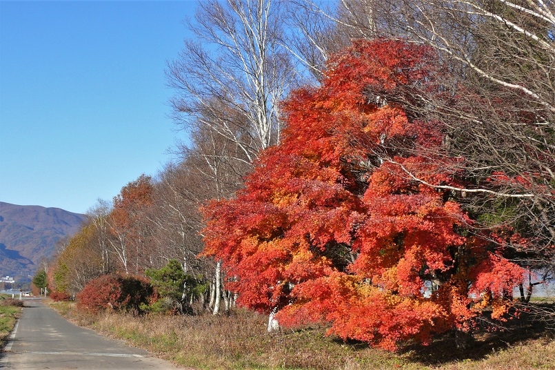 http://www.alpico.co.jp/shikinomori/news/images/P1150950.JPG