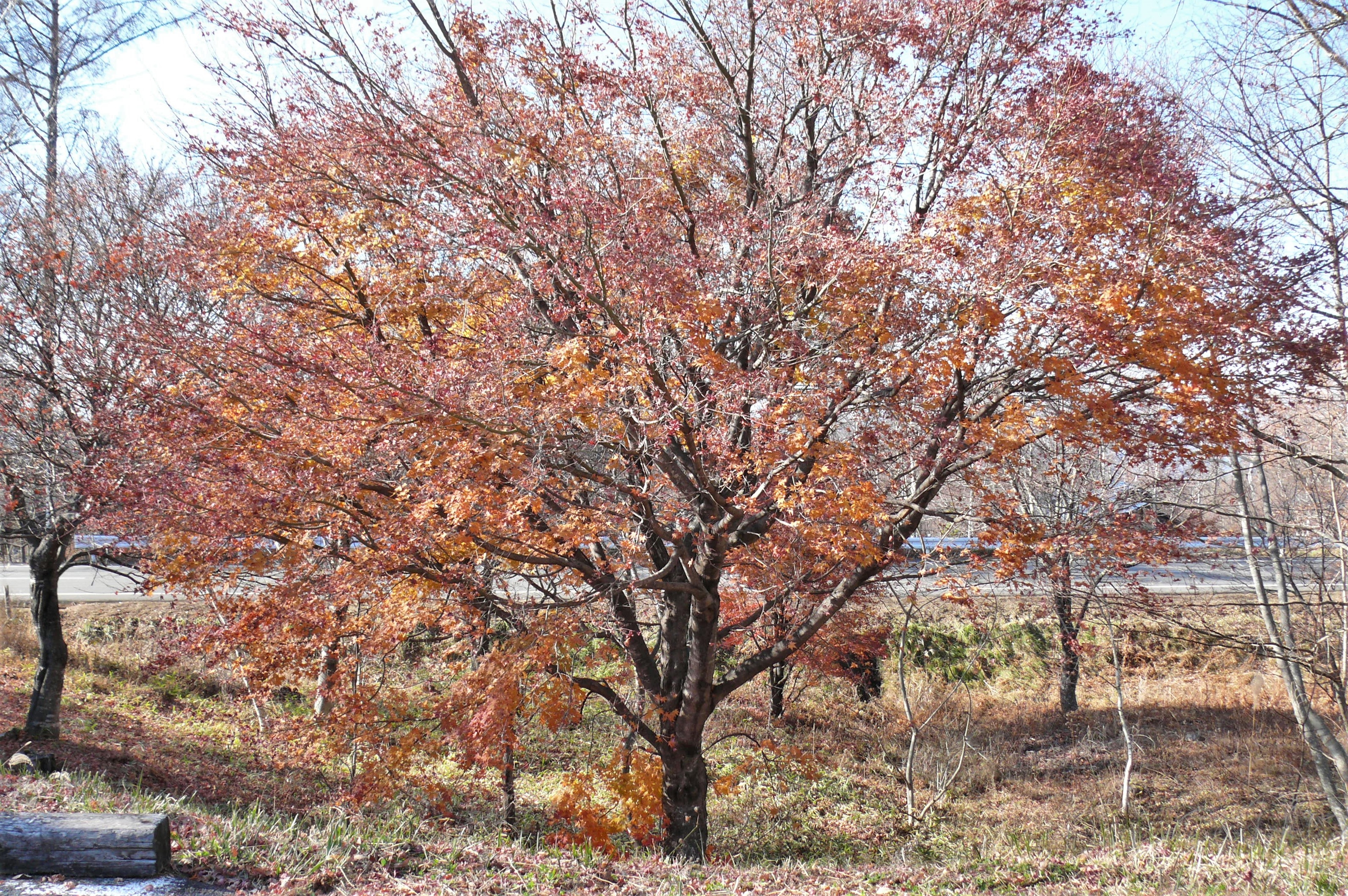 http://www.alpico.co.jp/shikinomori/news/images/P1160134.JPG