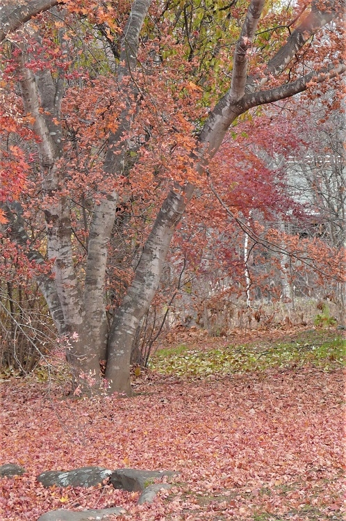 http://www.alpico.co.jp/shikinomori/news/images/P1160166.JPG