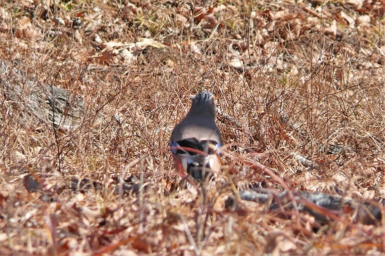 http://www.alpico.co.jp/shikinomori/news/images/P1170179.JPG