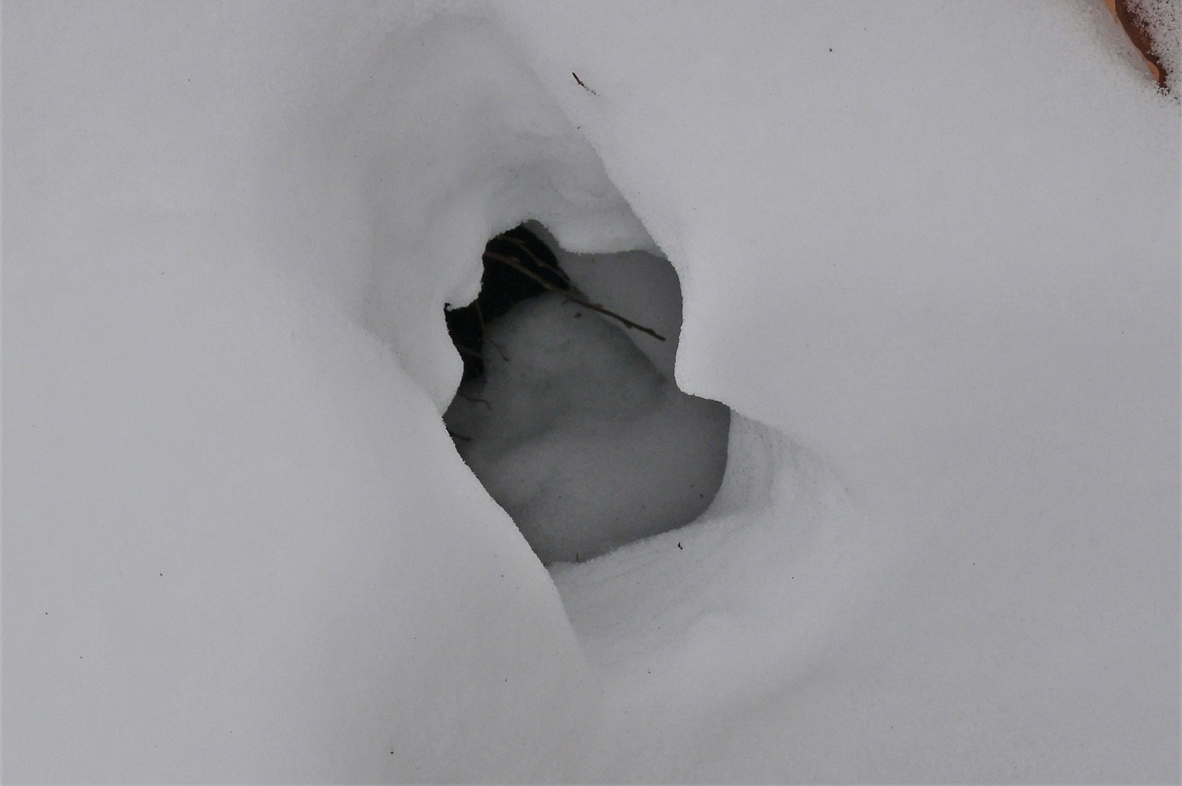 http://www.alpico.co.jp/shikinomori/news/images/P1180397.JPG