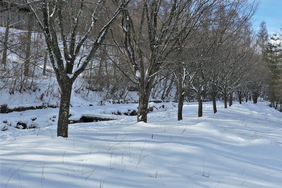 http://www.alpico.co.jp/shikinomori/news/images/P1180461.JPG