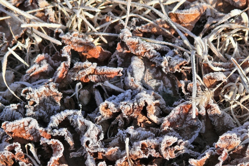 http://www.alpico.co.jp/shikinomori/news/images/P1180879.JPG