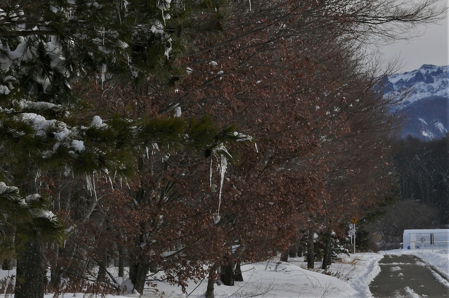 http://www.alpico.co.jp/shikinomori/news/images/P1180957.JPG