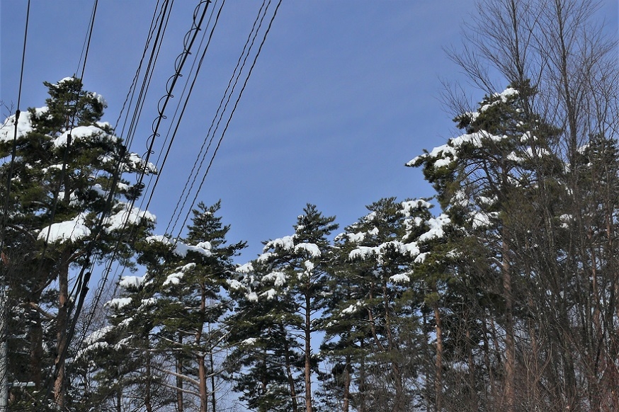 http://www.alpico.co.jp/shikinomori/news/images/P1180964.JPG