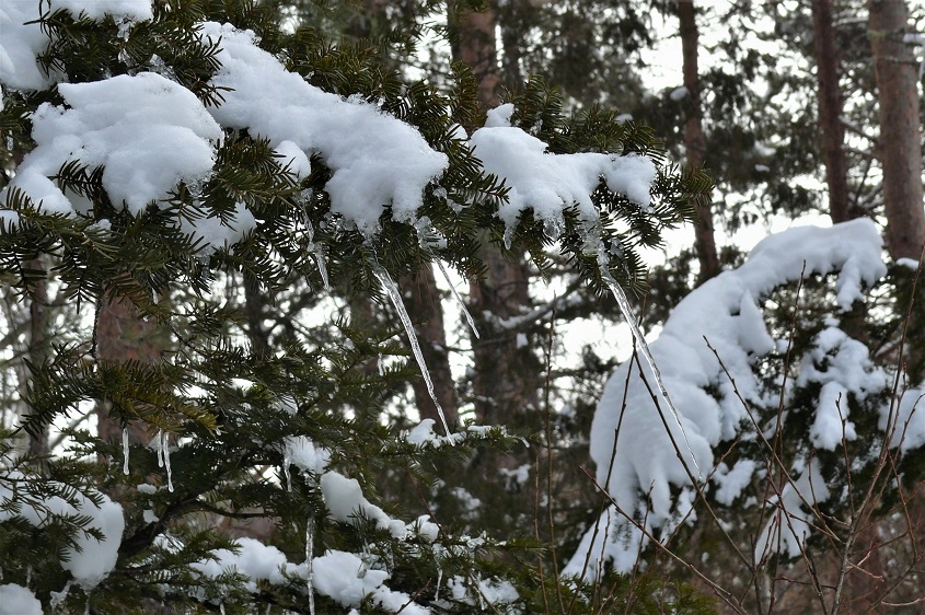 http://www.alpico.co.jp/shikinomori/news/images/P1180972.JPG