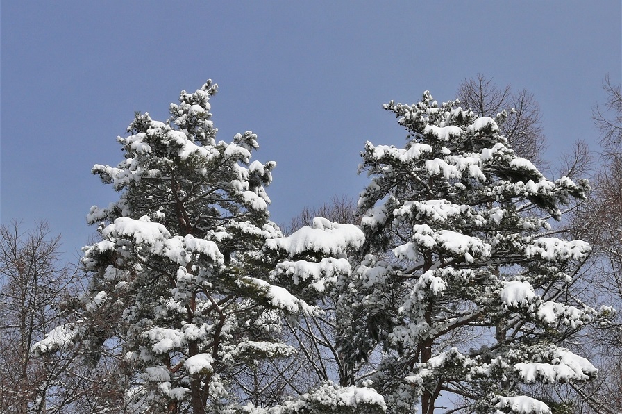 http://www.alpico.co.jp/shikinomori/news/images/P1190038.JPG